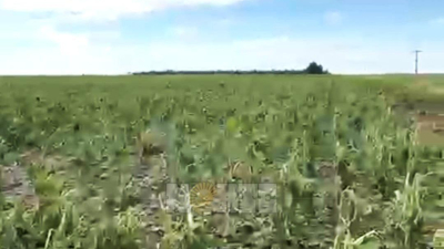 Hermoso Campo: destrucción total en un radio de cuatro kilómetros de maíz y girasol