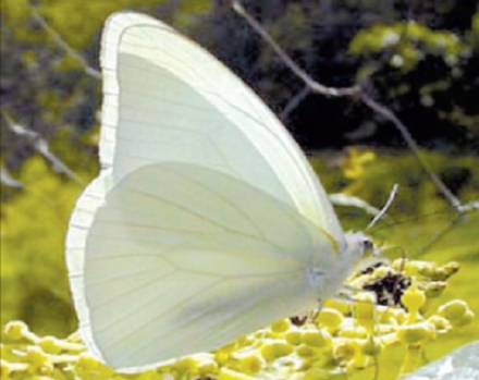 mariposa.jpg
