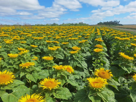 girasol.jpg