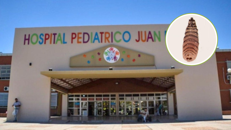 Llevaron a una nena al hospital por un intenso dolor de ojo y descubrieron que tenía gusanos en la cabeza