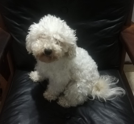 perrita.jpg