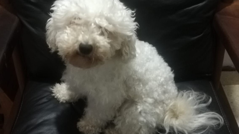 Buscan a una caniche que está bajo tratamiento veterinario