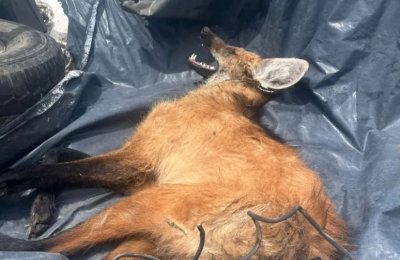 Confirman caso de rabia en un aguará guazú rescatado en Cote Lai