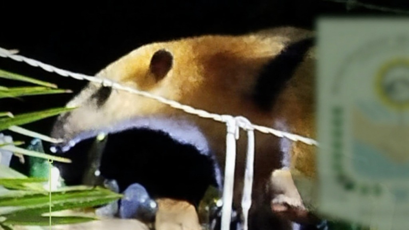 Hallaron un osito melero subido al árbol de un patio