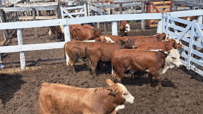 Sociedad Rural de Castelli: más de mil terneros y precios récords en las ventas