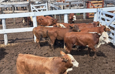 Sociedad Rural de Castelli: más de mil terneros y precios récords en las ventas
