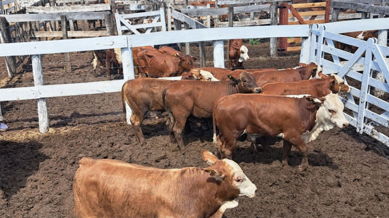 Sociedad Rural de Castelli: más de mil terneros y precios récords en las ventas