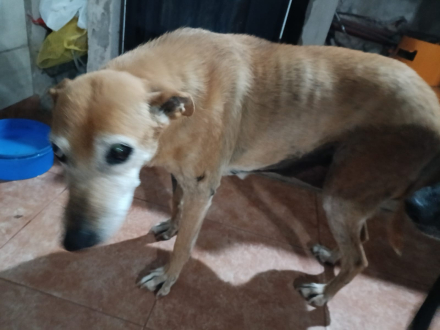 Rubi perrita operada.jpg