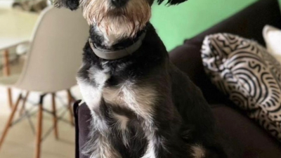 Quieren encontrar a su perrita extraviada