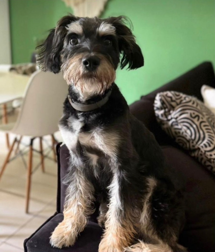 perrita.jpg