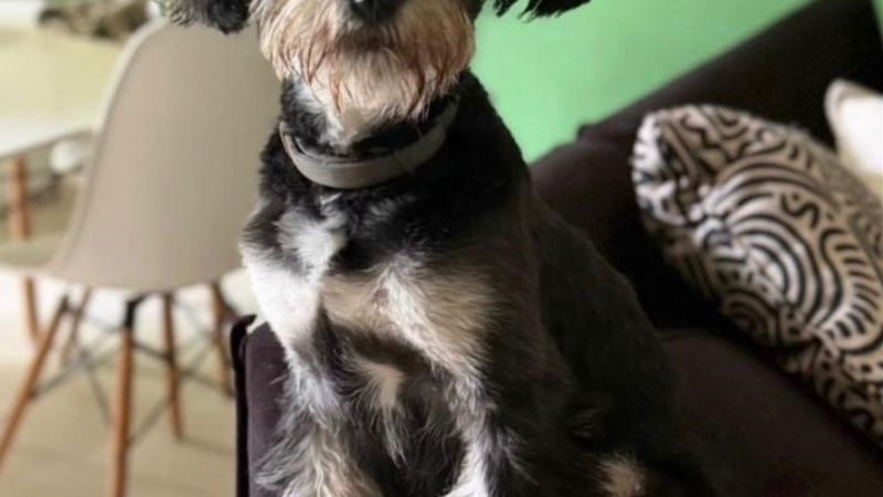Quieren encontrar a su perrita extraviada
