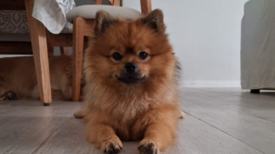 Buscan a Oso, un perrito que fue visto por última vez en el barrio CUNE