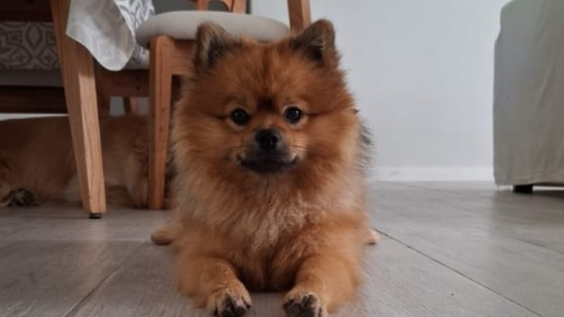 Buscan a Oso, un perrito que fue visto por última vez en el barrio CUNE