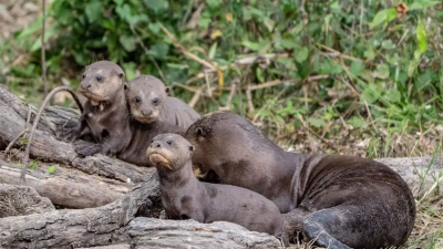 Después de más de un siglo, la nutria gigante vuelve a nacer en El Impenetrable
