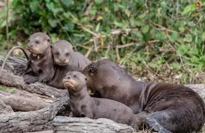 Después de más de un siglo, la nutria gigante vuelve a nacer en El Impenetrable