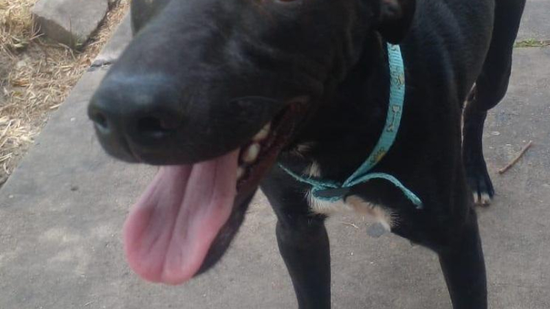 Un perro quedó encerrado en el patio y lo rescató la policía