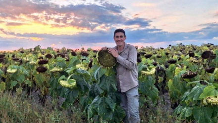 girasol.jpg