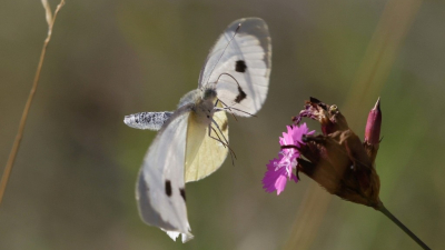 Más de 2.500 especies naturales se registraron en sólo cuatro días