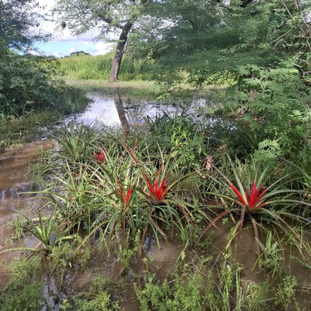 caraguata2