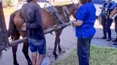 A un caballo rescatado en Resistencia lo adoptó alguien de Colonia Benítez