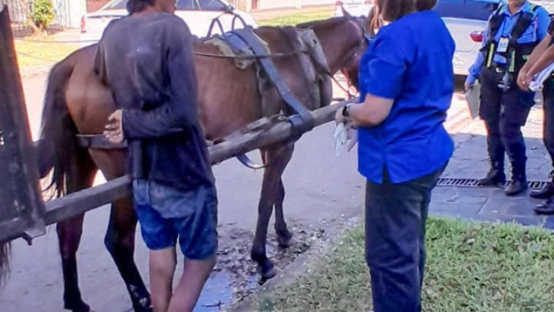 A un caballo rescatado en Resistencia lo adoptó alguien de Colonia Benítez