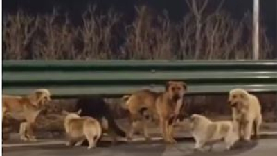 Siete perros escapan del horror, recorren 17 km guiados por un Corgi y conmueven al mundo