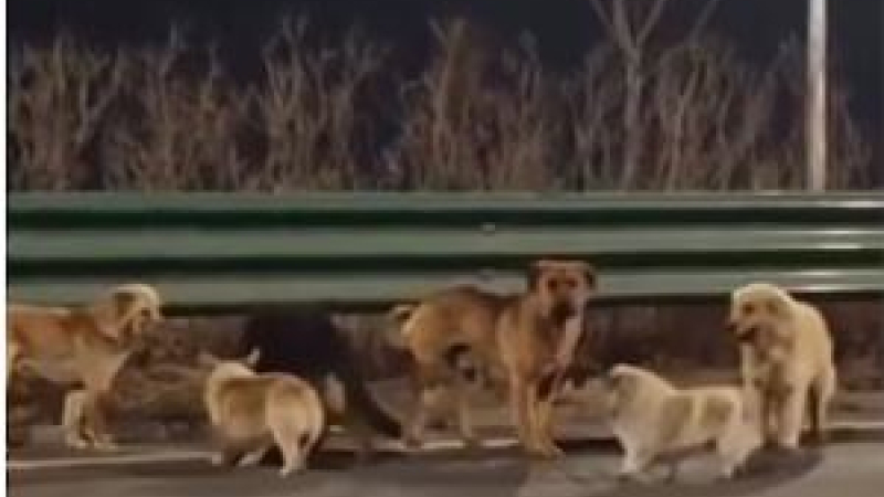 Siete perros escapan del horror, recorren 17 km guiados por un Corgi y conmueven al mundo
