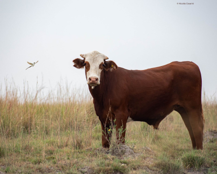 vacas.jpeg