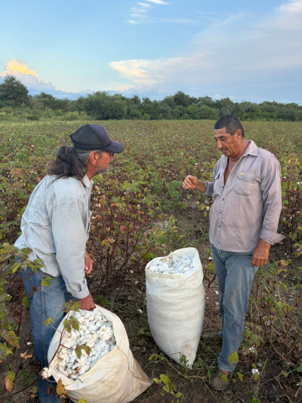 algodon agro 2026a