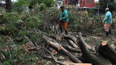 Más árboles derribados por el temporal en Resistencia