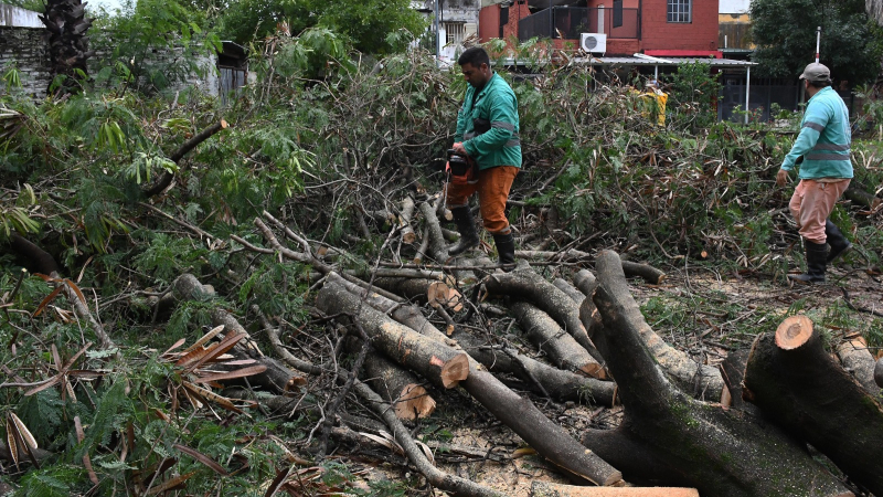 Más árboles derribados por el temporal en Resistencia