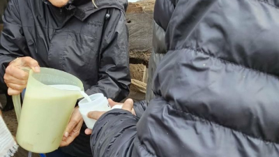 Búfalas en la mira: buscan mejorar la calidad y el rendimiento de la leche en Corrientes