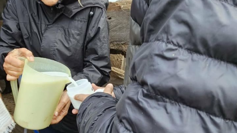 Búfalas en la mira: buscan mejorar la calidad y el rendimiento de la leche en Corrientes