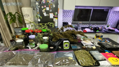 Desbaratan puntos de venta y cultivo de marihuana tras allanamientos simultáneos