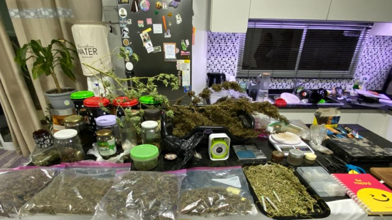 Desbaratan puntos de venta y cultivo de marihuana tras allanamientos simultáneos