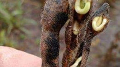 El agro chaqueño preocupado porque las lluvias provocaron germinación de soja en planta