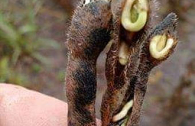 El agro chaqueño preocupado porque las lluvias provocaron germinación de soja en planta