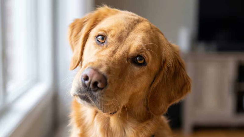 Día del animal: cuáles son las 10 razas de perros más tranquilas para tener en casa