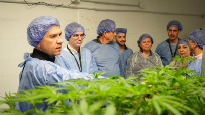 Cannabis sativa medicinal chaqueña, rumbo a Nueva Zelanda