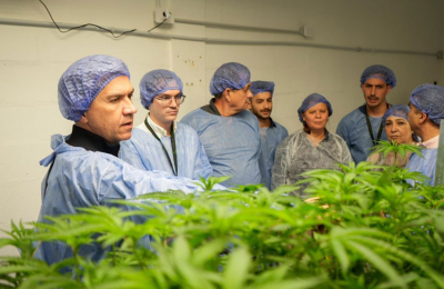 Cannabis sativa medicinal chaqueña, rumbo a Nueva Zelanda