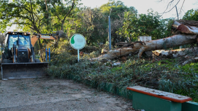 El Municipio intervino para extraer los restos del árbol caído en la Plazoleta Boglietti