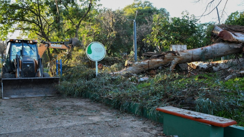 El Municipio intervino para extraer los restos del árbol caído en la Plazoleta Boglietti