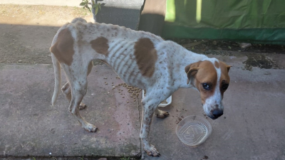 Denuncia, horror y rescate: hallan un perro muerto y otro en estado crítico