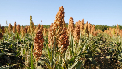 El ataque de palomas y cotorras condiciona lotes de sorgo en el Chaco