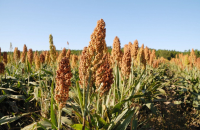El ataque de palomas y cotorras condiciona lotes de sorgo en el Chaco
