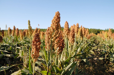 sorgo1