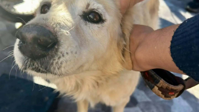 Acciones de tenencia responsable de mascotas en el barrio Las Rosas