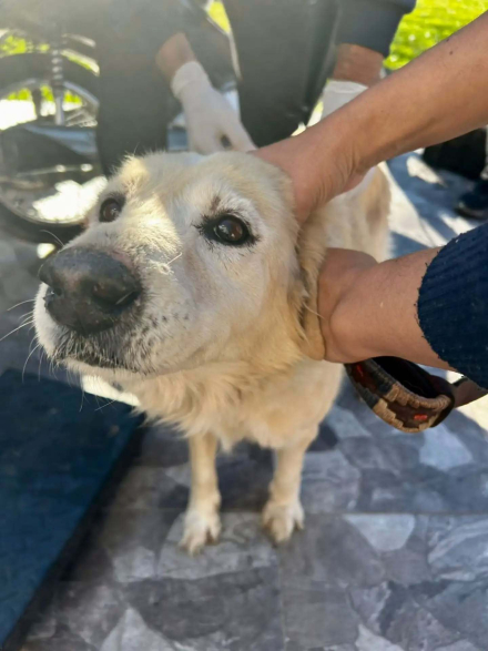 Acciones-de-tenencia-responsable-de-mascotas-en-el-barrio-Las-Rosas4