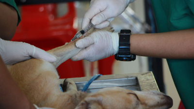 Jornada gratuita de vacunación antirrábica y desparasitación para perros y gatos