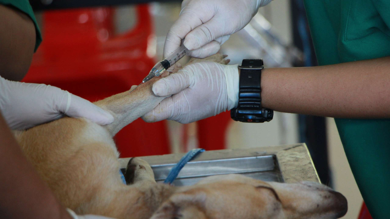 Jornada gratuita de vacunación antirrábica y desparasitación para perros y gatos